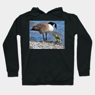 Canada Goose and Its Gosling Along The Shore Hoodie